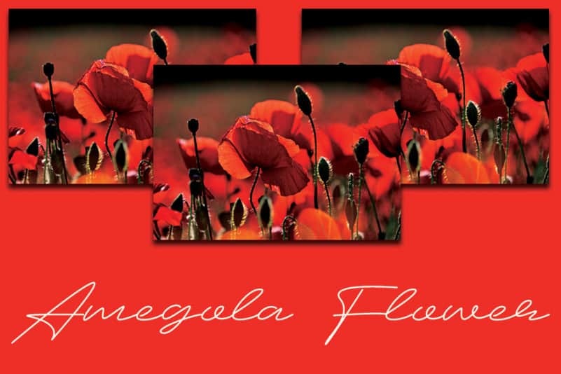 Amegola Flower