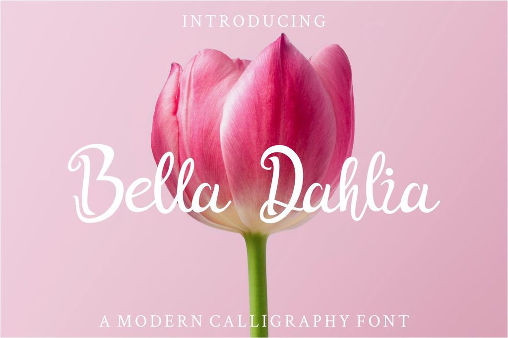 Bella Dahlia