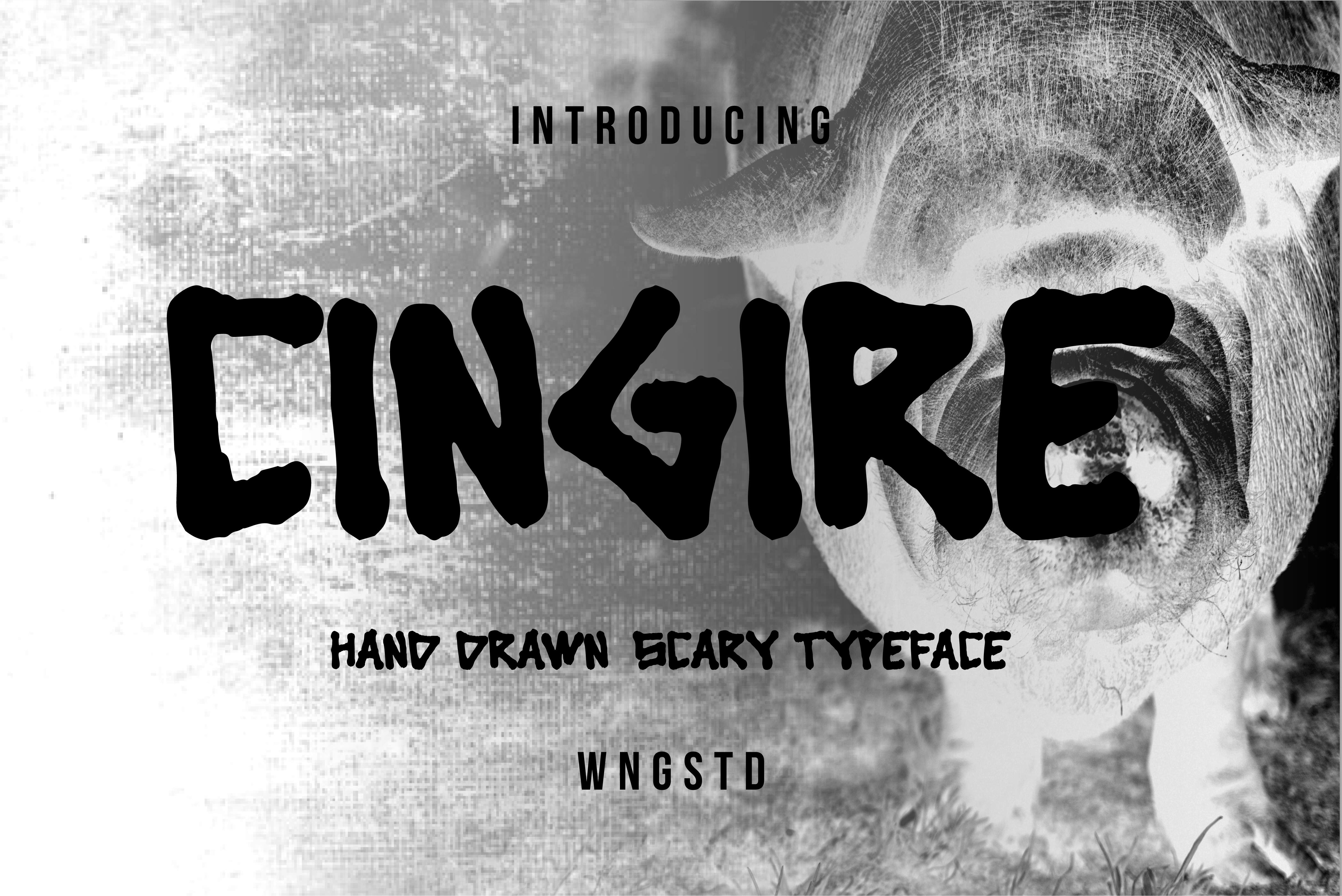 Cingire