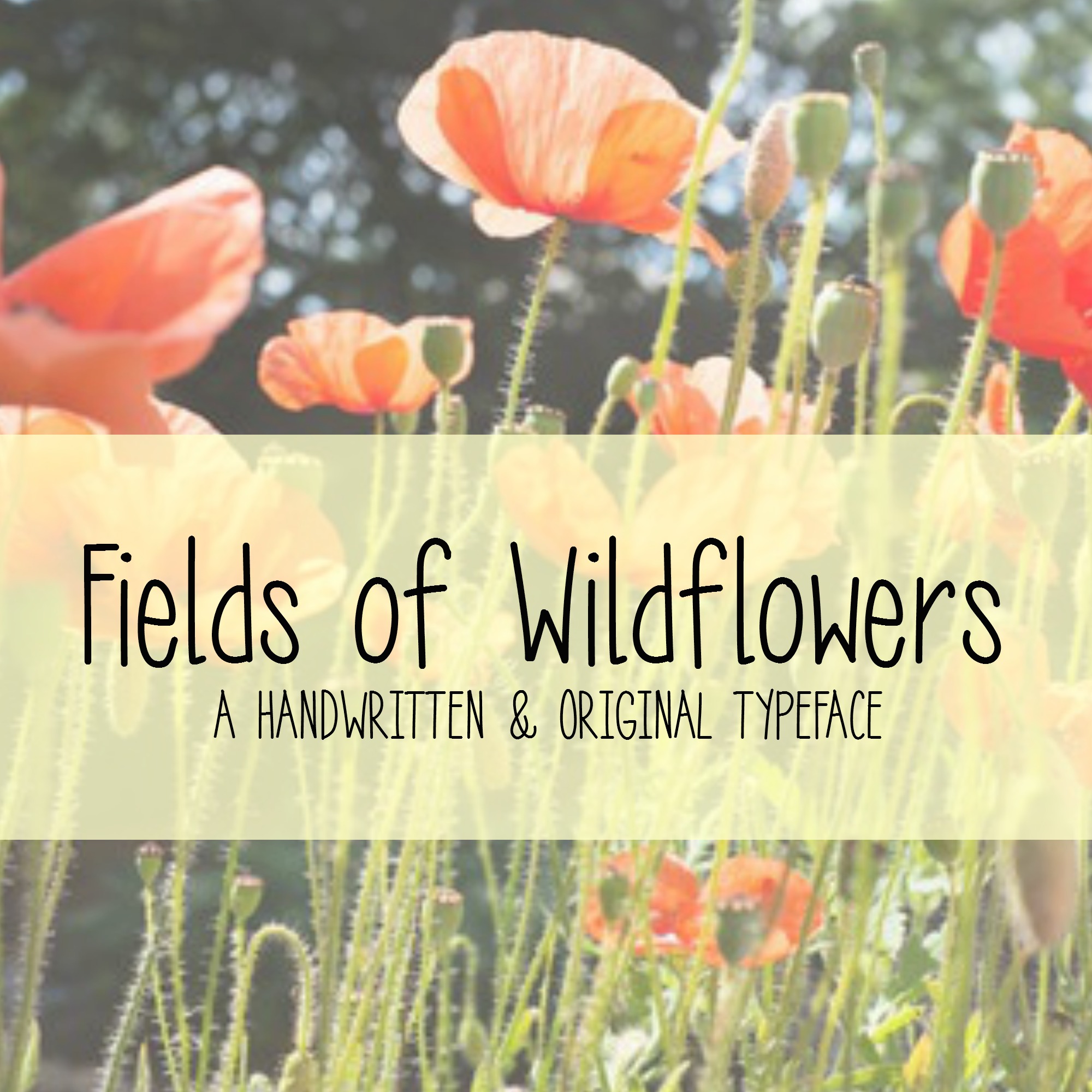 MRF Fields Of Wildflowers
